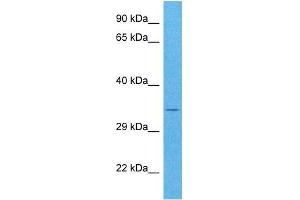 Host:  Rabbit  Target Name:  POPDC3  Sample Tissue:  Human HCT116 Whole Cell  Antibody Dilution:  1ug/ml