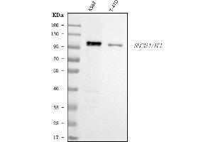 Western blot analysis of SLC4A1 using anti-SLC4A1 antibody (ABIN3043930).