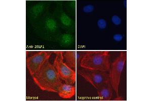 ABIN570846 mmunofluorescence analysis of paraformaldehyde fixed U2OS cells, permeabilized with 0. (ZGLP1 抗体  (Internal Region))