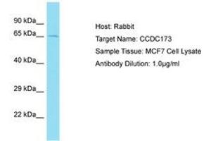 Image no. 1 for anti-Coiled-Coil Domain Containing 173 (CCDC173) (AA 409-458) antibody (ABIN6750753) (CCDC173 抗体  (AA 409-458))