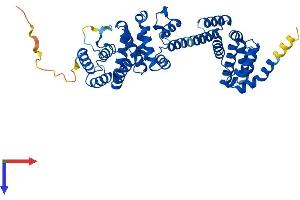BZW1 Protein (AA 1-419) (His tag)
