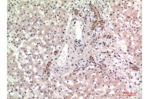 Immunohistochemistry (IHC) analysis of paraffin-embedded Human Liver, antibody was diluted at 1:100. (CD13 抗体  (Internal Region))