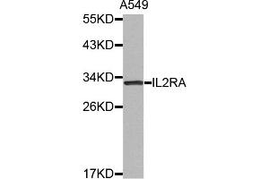 Western blot analysis of extracts of A-549 cells, using IL2RA antibody (ABIN5971534). (CD25 抗体)