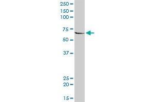 MMP3 MaxPab rabbit polyclonal antibody. (MMP3 抗体  (AA 1-477))