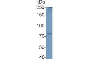 Detection of TICAM1 in Hela cell lysate using Polyclonal Antibody to Toll Like Receptor Adaptor Molecule 1 (TICAM1) (TICAM1 抗体  (AA 443-685))