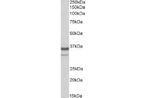 ABIN1781995 (0. (HNRNPA2B1 抗体  (Internal Region))