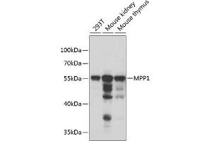 Western blot analysis of extracts of various cell lines, using MPP1 antibody  at 1:1000 dilution. (MPP1 抗体  (AA 1-270))