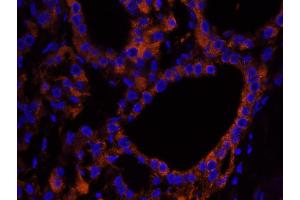 Immunofluorescence (IF) image for anti-Neurofibromin 2 (NF2) (C-Term) antibody (ABIN7448991)