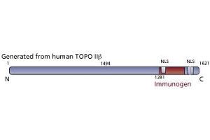 Image no. 3 for anti-Topoisomerase (DNA) II beta 180kDa (TOP2B) (AA 1281-1494) antibody (ABIN968562) (TOP2B 抗体  (AA 1281-1494))