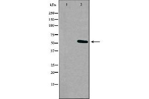 Western blot analysis of extracts from K562 cells, using RXFP3 antibody. (Relaxin 3 Receptor 1 抗体  (Internal Region))