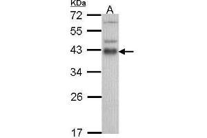 WB Image Sample (30 ug of whole cell lysate) A: Hela 12% SDS PAGE ATF1 antibody antibody diluted at 1:1000 (AFT1 抗体  (C-Term))