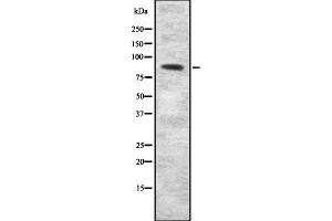 Western blot analysis SEMA3F using COLO205 whole cell lysates (SEMA3F 抗体  (C-Term))