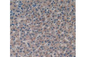 IHC-P analysis of liver tissue, with DAB staining. (DDR1 抗体  (AA 568-829))