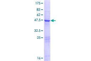 ARL15 Protein (AA 1-204) (GST tag)