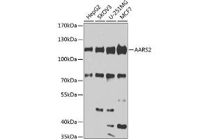Western blot analysis of extracts of various cell lines, using  antibody (ABIN6131161, ABIN6136324, ABIN6136325 and ABIN6223795) at 1:1000 dilution. (AARS2 抗体  (AA 841-985))