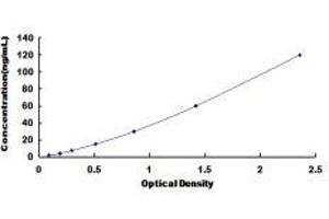 rho-Associated, Coiled-Coil Containing Protein Kinase 2 (ROCK2) ELISA Kit