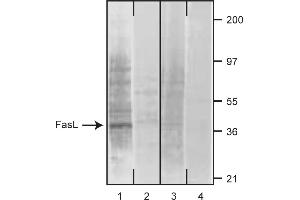 Western Blotting (WB) image for anti-Fas Ligand (TNF Superfamily, Member 6) (FASL) antibody (ABIN1176953) (FASL 抗体)