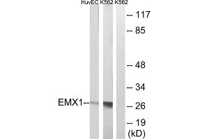Western blot analysis of extracts from HuvEc and K562 cells, using EMX1 antibody. (EMX1 抗体  (C-Term))
