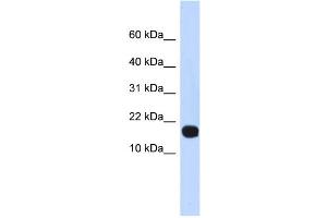 Western Blotting (WB) image for anti-Inhibitor of DNA Binding 4, Dominant Negative Helix-Loop-Helix Protein (ID4) (Middle Region) antibody (ABIN2779567)