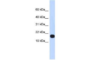 WB Suggested Anti-ID4 Antibody Titration:  0. (ID4 抗体  (Middle Region))