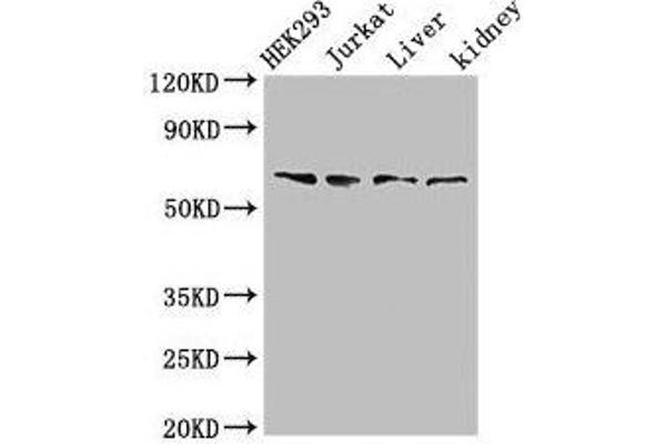 TXK antibody  (AA 32-83)