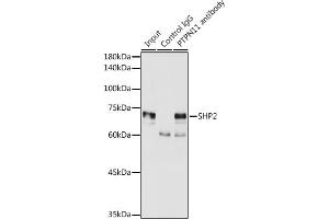 Immunoprecipitation analysis of 300 μg extracts of MCF7 cells using 3 μg SHP2 antibody (ABIN6131893, ABIN6146440, ABIN6146441 and ABIN7101402). (PTPN11 抗体  (AA 1-460))