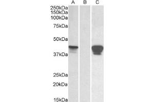 HEK293 lysate (10 µg protein in RIPA buffer) overexpressing Human SLAMF8 with C-terminal MYC tag probed with ABIN1590096 (0. (SLAMF8 抗体  (C-Term))
