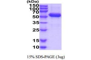 Butyrophilin, Subfamily 3, Member A1 (BTN3A1) (AA 30-254) protein (hIgG-His-tag)