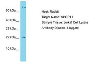 Image no. 1 for anti-Apoptogenic 1, Mitochondrial (APOPT1) (C-Term) antibody (ABIN6750485) (APOPT1 抗体  (C-Term))