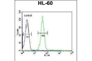 Flow cytometric analysis of HL-60 cells (right histogram) compared to a negative control cell (left histogram). (Gastrin-Releasing Peptide 抗体  (AA 123-152))