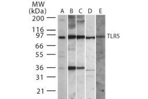 TLR5 Western Blot. (TLR5 抗体)