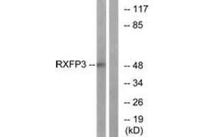 Western blot analysis of extracts from K562 cells, using RXFP3 Antibody. (Relaxin 3 Receptor 1 抗体  (AA 161-210))