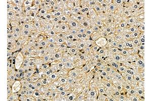 ABIN7095359 and ABIN7099416 at 1/100 staining mouse liver tissue by IHC-P.