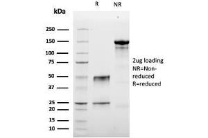 SDS-PAGE Analysis Purified Granzyme B Mouse Monoclonal Antibody (GZMB/3056). (GZMB 抗体  (AA 73-187))