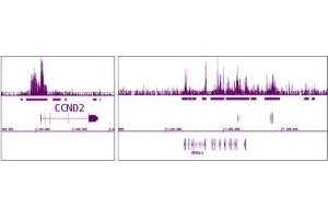 EZH2 antibody (pAb) tested by ChIP-Seq. (EZH2 抗体  (AA 1-370))