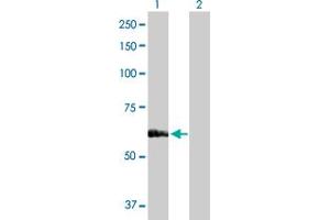 Western Blot analysis of SARS expression in transfected 293T cell line by SARS MaxPab polyclonal antibody. (Seryl-tRNA Synthetase (SARS) (AA 1-514) 抗体)