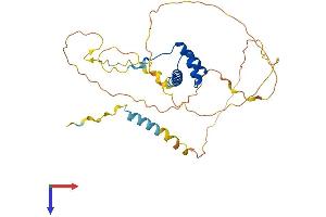 NK2 Homeobox 5 Protein (NKX2-5) (AA 1-318) (His tag)
