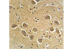 AQP11 antibody immunohistochemistry analysis in formalin fixed and paraffin embedded human brain tissue. (AQP11 抗体  (AA 244-271))