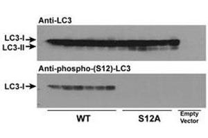 Wild type LC3 and LC3 S12A mutant vectors were transfected into CHO cells and tested with phospho-LC3C antibody (S12A = replacement of the amino acid position 12 serine of LC3 with alanine). (LC3C 抗体  (pSer12))