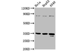 Western Blot Positive WB detected in: Hela whole cell lysate, HepG2 whole cell lysate, A549 whole cell lysate All lanes: PURA antibody at 4. (PURA 抗体  (AA 50-296))