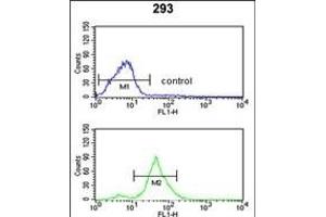 TSN12 Antibody (C-term) (ABIN652637 and ABIN2842427) flow cytometric analysis of 293 cells (bottom histogram) comred to a negative control cell (top histogram). (TSPAN12 抗体  (C-Term))