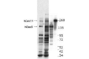 Image no. 1 for anti-Castor Zinc Finger 1 (CASZ1) (Internal Region) antibody (ABIN401479) (CASZ1 抗体  (Internal Region))