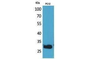 Western Blotting (WB) image for anti-CD200 (CD200) (Internal Region) antibody (ABIN3187966)