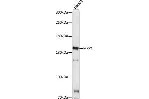 Western blot analysis of extracts of HepG2 cells, using MYPN antibody (ABIN7268742) at 1:1000 dilution. (Myopalladin 抗体  (AA 1-250))