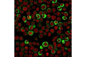 Immunofluorescence (IF) image for anti-Ribosomal Protein SA (RPSA) antibody (ABIN6939957)