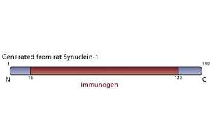 Image no. 2 for anti-Synuclein, alpha (SNCA) (AA 15-123) antibody (ABIN968177) (SNCA 抗体  (AA 15-123))