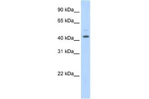 WB Suggested Anti-TSG101 Antibody Titration:  1. (TSG101 抗体  (Middle Region))