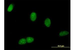Immunofluorescence of purified MaxPab antibody to BRWD1 on HeLa cell. (BRWD1 抗体  (AA 1-120))