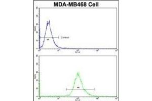 Flow cytometric analysis of MDA-M cells using AS Antibody (N-term)(bottom histogram) comred to a negative control cell (top histogram)FITC-conjugated goat-anti-rabbit secondary antibodies were used for the analysis. (ASPA 抗体  (N-Term))