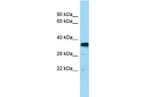WB Suggested Anti-BSG Antibody Titration: 0. (CD147 抗体  (Middle Region))